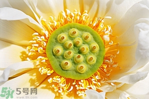 蓮蓬可以多吃嗎？蓮子吃多了會(huì)怎樣？