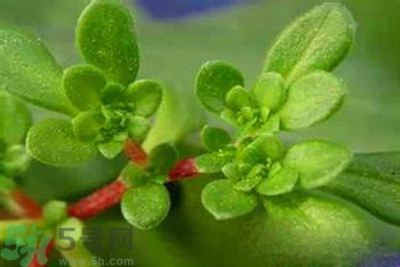 馬齒莧是不是發(fā)物？馬齒莧是發(fā)物嗎？