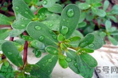 馬齒莧是酸性還是堿性？馬齒莧是堿性嗎？