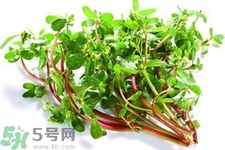 馬齒莧能治療扁平疣嗎？馬齒莧怎么治療扁平疣？