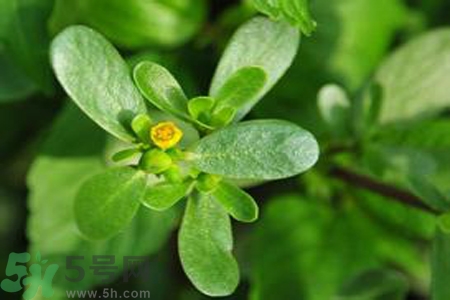 馬齒莧能治療扁平疣嗎？馬齒莧怎么治療扁平疣？