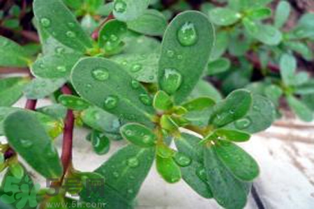 馬齒莧能治療扁平疣嗎？馬齒莧怎么治療扁平疣？