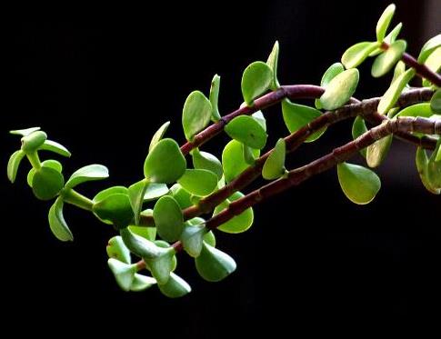 馬齒莧可以治療濕疹嗎？馬齒莧怎么治療濕疹？