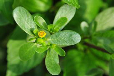 馬齒莧可以治療濕疹嗎？馬齒莧怎么治療濕疹？