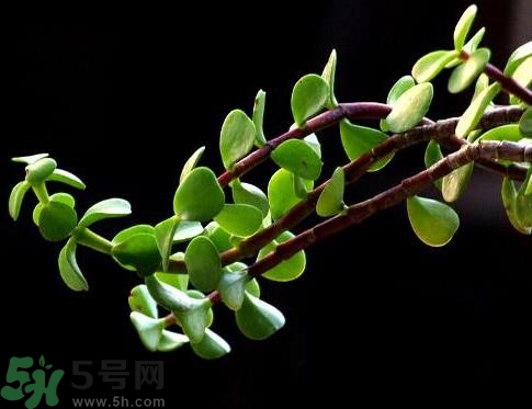 馬齒莧可以去痘痘嗎？馬齒莧敷臉去痘痘有什么副作用嗎？