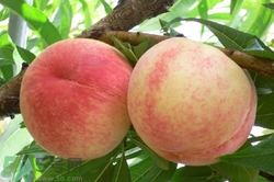 吃水蜜桃可以減肥嗎?水蜜桃減肥方法有哪些 吃水蜜桃可以減肥嗎?水蜜桃減肥方法有哪些