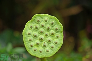 蓮蓬可以多吃嗎？蓮子吃多了會(huì)怎樣？