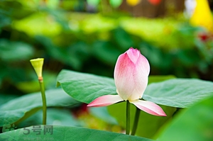 蓮蓬可以多吃嗎？蓮子吃多了會(huì)怎樣？