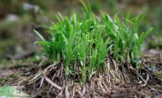 韭菜吃多了好不好?韭菜吃多了有什么壞處 韭菜吃多了好不好?韭菜吃多了有什么壞處