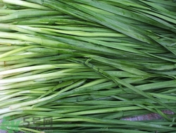 韭菜吃多了好不好?韭菜吃多了有什么壞處 韭菜吃多了好不好?韭菜吃多了有什么壞處