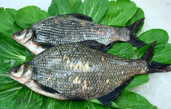 隔夜的魚能吃嗎?隔夜的魚可以吃嗎? 隔夜的魚能吃嗎?隔夜的魚可以吃嗎?