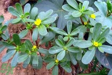 馬齒莧不能和什么一起吃？馬齒莧的食用禁忌