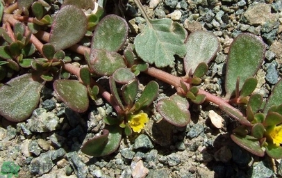 馬齒莧不能和什么一起吃？馬齒莧的食用禁忌