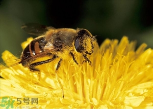 蜂蜜放久了有酒味是怎么回事？蜂蜜有酒味還能喝嗎？