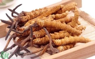 冬蟲夏草是怎么形成的？冬蟲夏草是蟲子嗎？