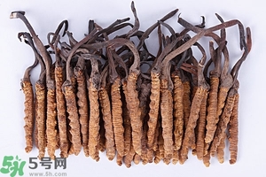 冬蟲夏草是怎么形成的？冬蟲夏草是蟲子嗎？