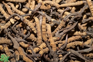 冬蟲夏草是怎么形成的？冬蟲夏草是蟲子嗎？