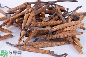 冬蟲夏草是怎么形成的？冬蟲夏草是蟲子嗎？