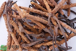 冬蟲夏草是怎么形成的？冬蟲夏草是蟲子嗎？