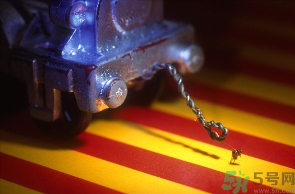 家里有跳蚤怎么快速去除？屋里有跳蚤怎么消滅掉？