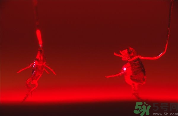 家里有跳蚤怎么快速去除？屋里有跳蚤怎么消滅掉？