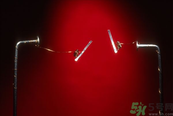 家里有跳蚤怎么快速去除？屋里有跳蚤怎么消滅掉？