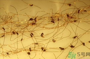 家里有跳蚤怎么快速去除？屋里有跳蚤怎么消滅掉？