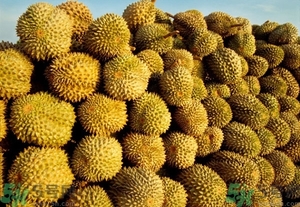 榴蓮能放冰箱嗎？榴蓮放在冰箱能保存幾天？