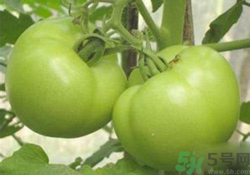 青番茄能吃嗎？青番茄有毒嗎？