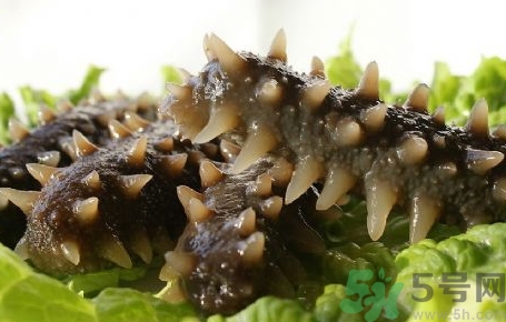 海參是發(fā)物嗎?海參是不是發(fā)物? 海參是發(fā)物嗎?海參是不是發(fā)物?