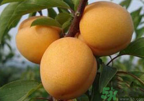 杏子沒熟可以吃嗎？吃了沒熟的杏子怎么辦？