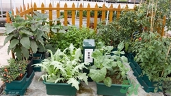 陽(yáng)臺(tái)種菜用什么土最好?陽(yáng)臺(tái)種菜用什么肥料好 陽(yáng)臺(tái)種菜用什么土最好?陽(yáng)臺(tái)種菜用什么肥料好