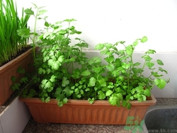 陽臺種菜用什么土最好?陽臺種菜用什么肥料好 陽臺種菜用什么土最好?陽臺種菜用什么肥料好