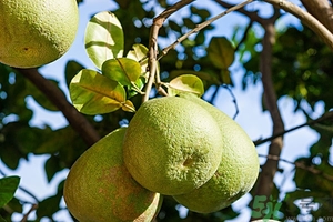 柚子去火嗎？上火能吃柚子嗎？