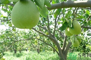 柚子的瓤是紅色正常嗎？柚子里面是紅色的能吃嗎？