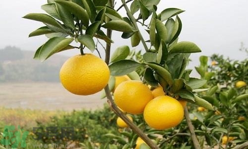 柚子吃多了會(huì)怎么樣?柚子吃多了有什么壞處 柚子吃多了會(huì)怎么樣?柚子吃多了有什么壞處