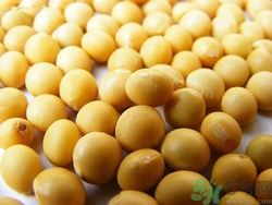 黃豆是寒性食物嗎?黃豆是涼性的嗎 黃豆是寒性食物嗎?黃豆是涼性的嗎