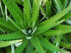 蘆薈生吃可以嗎?蘆薈生吃有什么功效 蘆薈生吃可以嗎?蘆薈生吃有什么功效