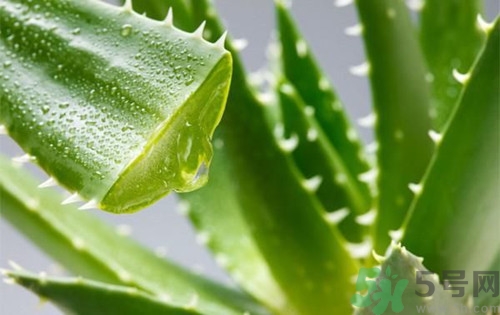 蘆薈生吃可以嗎?蘆薈生吃有什么功效 蘆薈生吃可以嗎?蘆薈生吃有什么功效