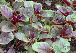 莧菜可以和蝦一起吃嗎?莧菜能和蝦同吃嗎? 莧菜可以和蝦一起吃嗎?莧菜能和蝦同吃嗎?