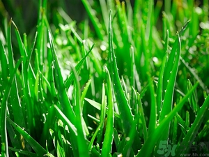 便秘能吃蘆薈嗎？蘆薈能吸收輻射嗎？