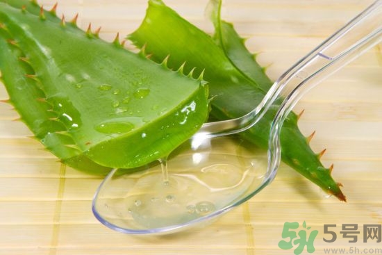 蘆薈能淋雨嗎?蘆薈淋雨后爛了怎么辦 蘆薈能淋雨嗎?蘆薈淋雨后爛了怎么辦