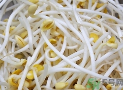 豆芽是豆制品嗎?豆芽是怎么長(zhǎng)出來的