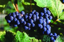 葡萄種植的基本流程？葡萄種植的方法？