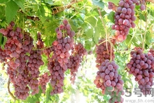葡萄種植的基本流程？葡萄種植的方法？