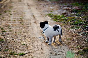 狗可以吃夏威夷果嗎？小狗吃夏威夷果會怎樣？