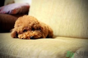 狗可以吃夏威夷果嗎？小狗吃夏威夷果會怎樣？