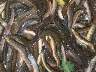 吃泥鰍有什么好處?泥鰍的功效預(yù)作用 吃泥鰍有什么好處?泥鰍的功效預(yù)作用