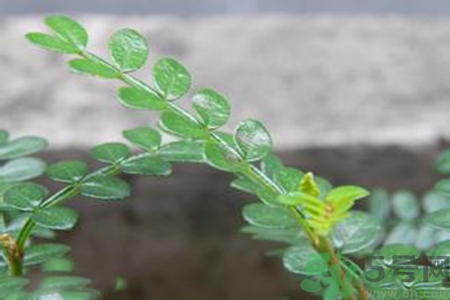 驅(qū)蚊草對(duì)寶寶有害嗎？驅(qū)蚊草對(duì)寶寶有影響嗎？