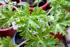 驅(qū)蚊草孕婦可以聞嗎？驅(qū)蚊草對孕婦有害嗎？